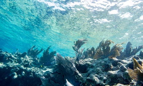Florida ocean records ‘unprecedented’ temperatures similar to a hot tub